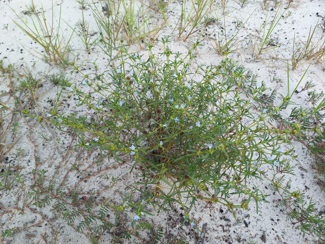 Spermacoce bangweolensis