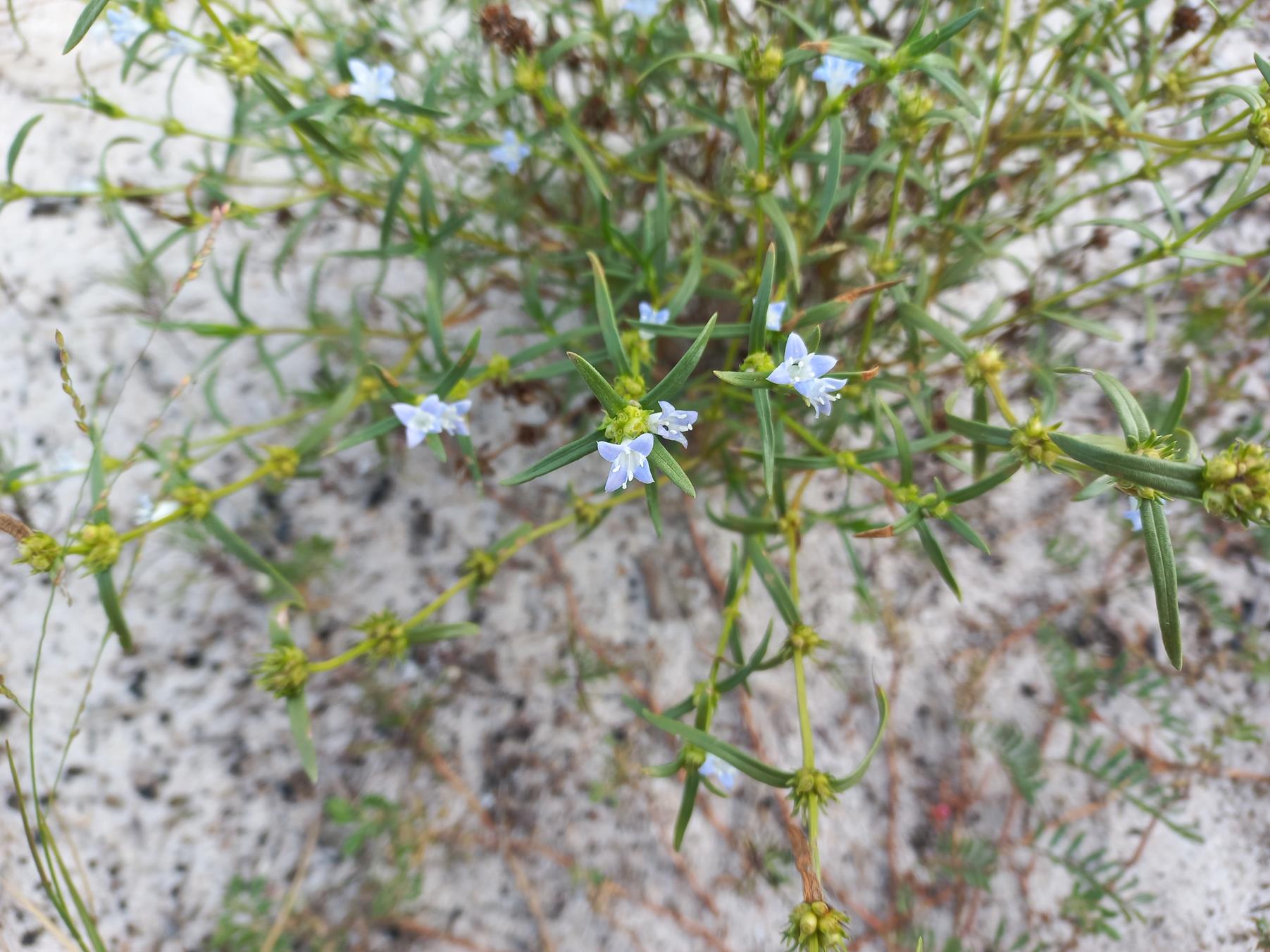 Spermacoce bangweolensis