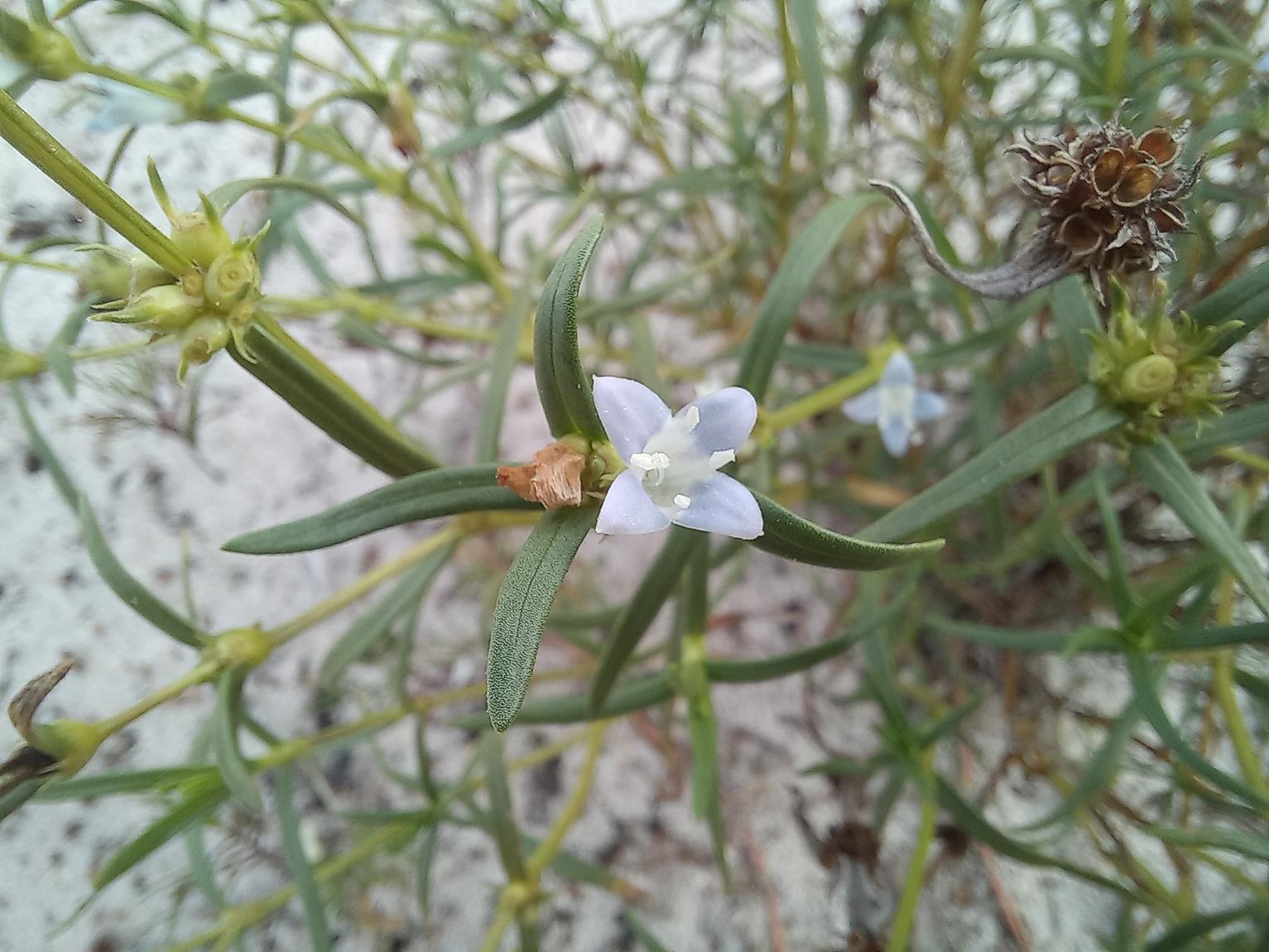 Spermacoce bangweolensis