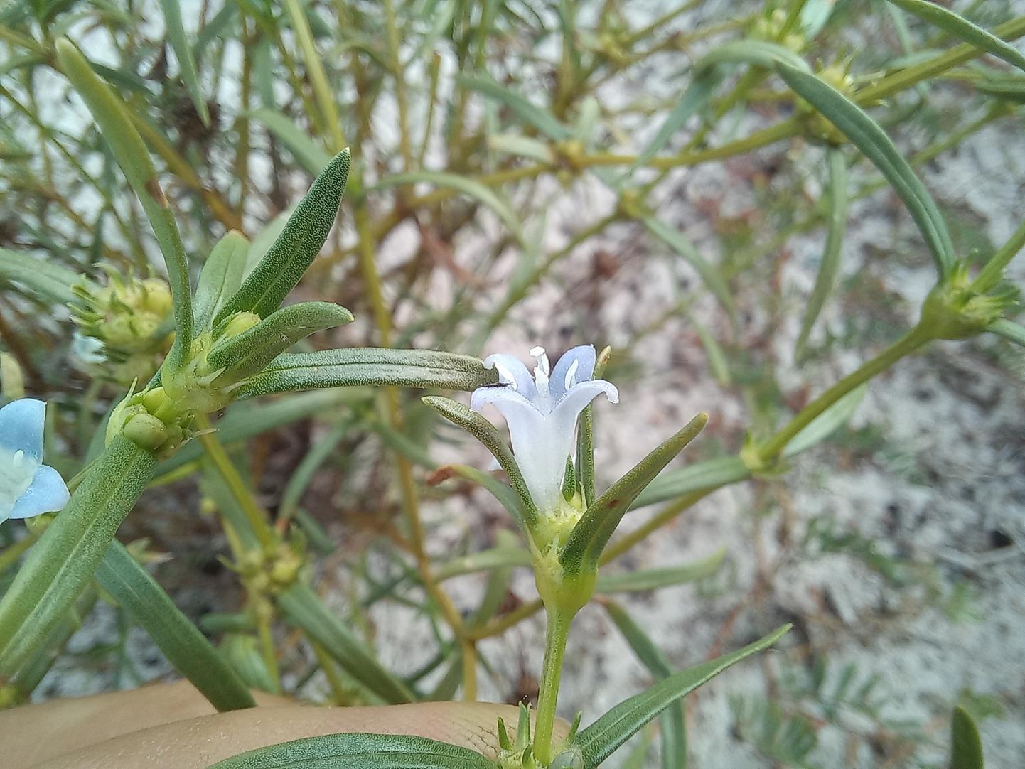 Spermacoce bangweolensis