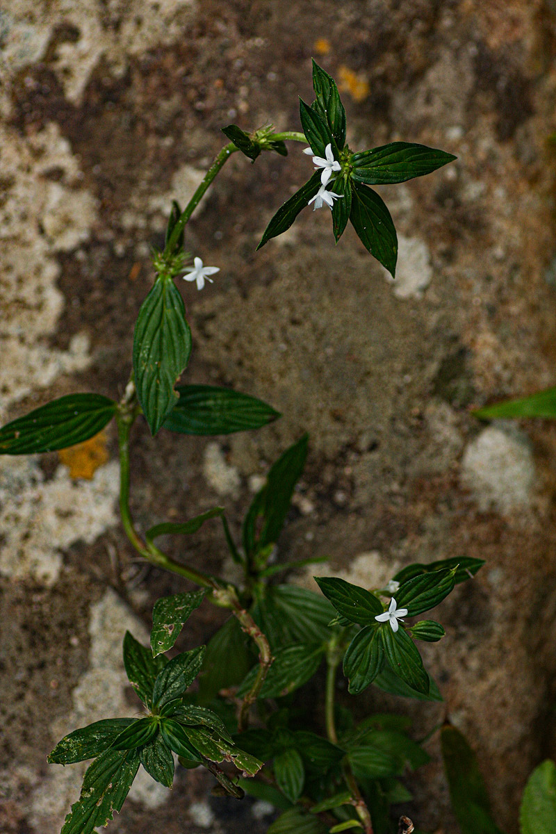 Spermacoce princeae Spermacoce princeae