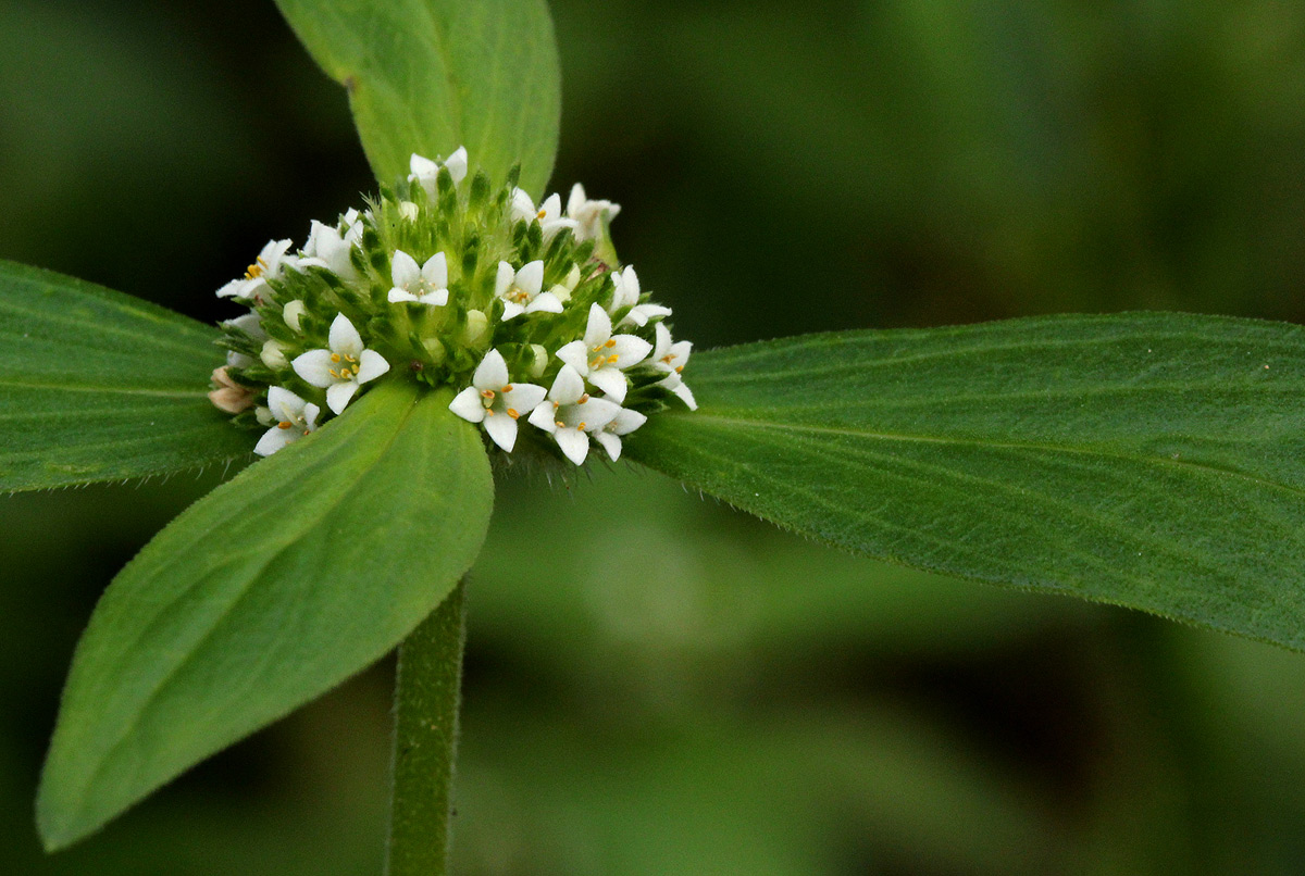 Mitracarpus hirtus Mitracarpus hirtus