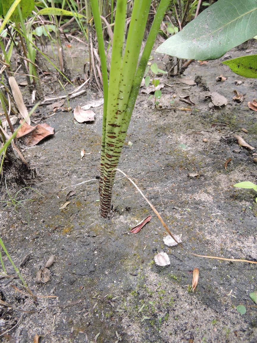 Chlorophytum affine var. affine