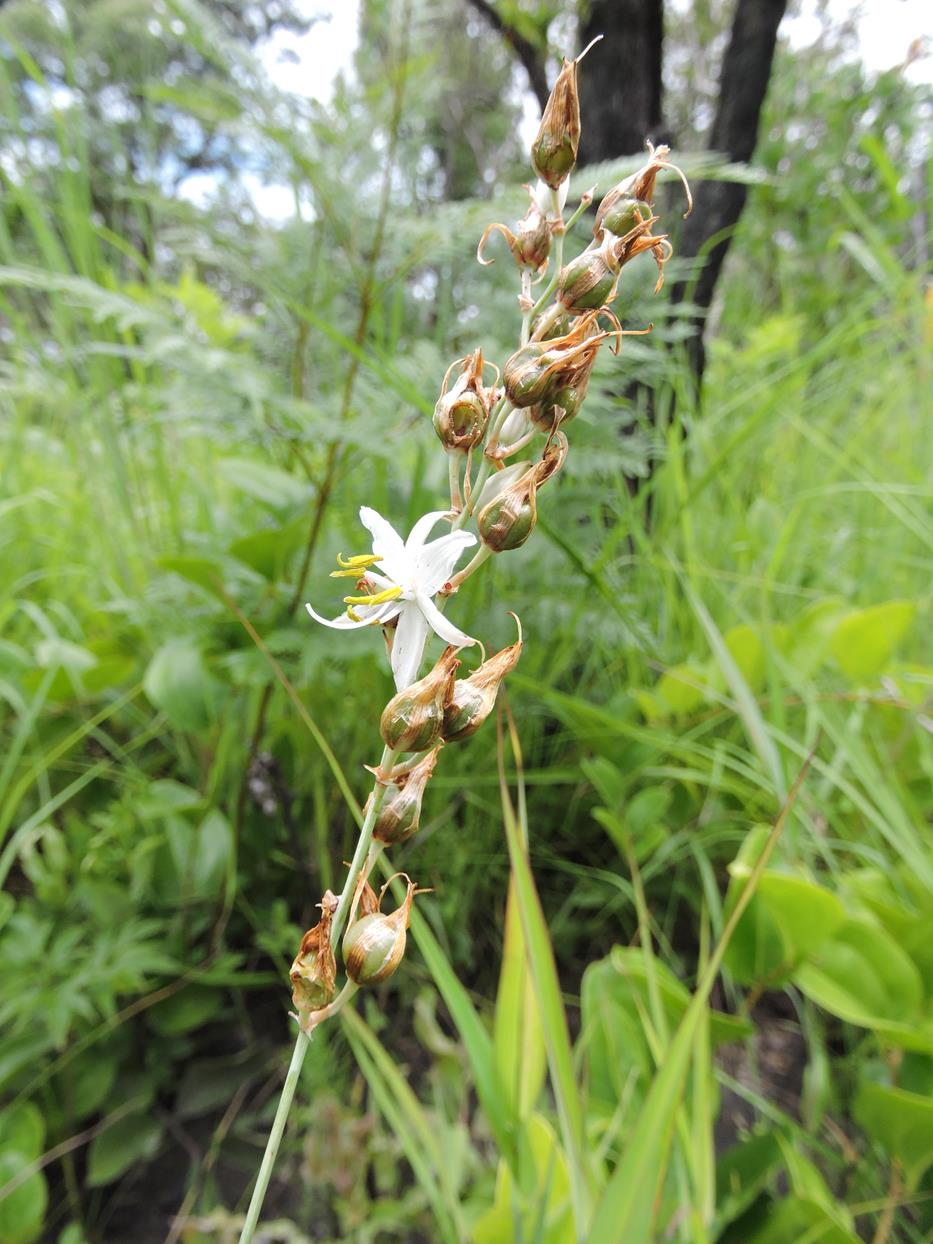 Chlorophytum affine var. affine