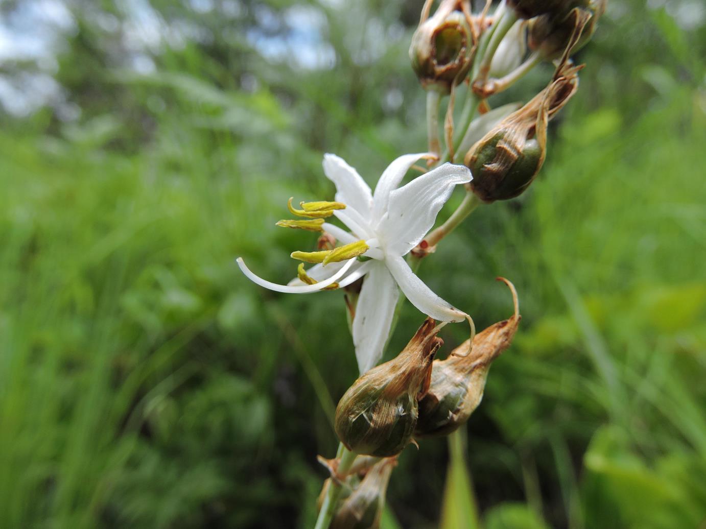 Chlorophytum affine var. affine