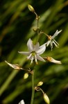 Chlorophytum nyasae
