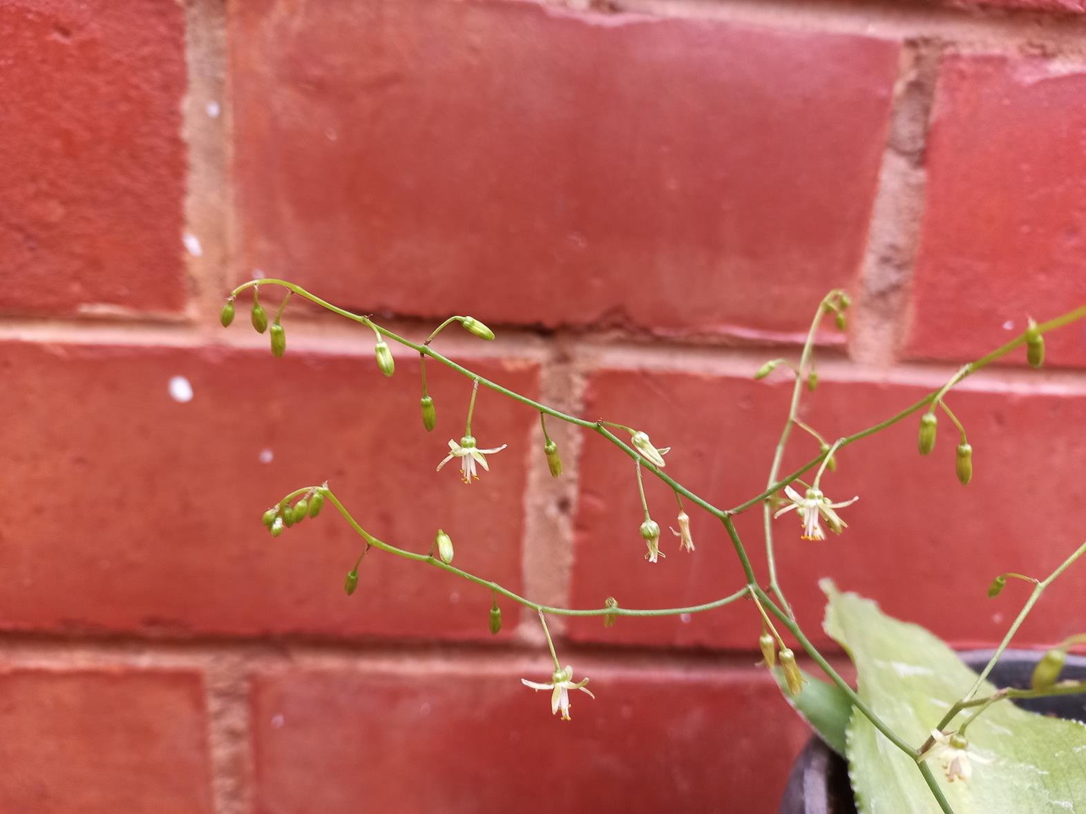 Chlorophytum perfoliatum