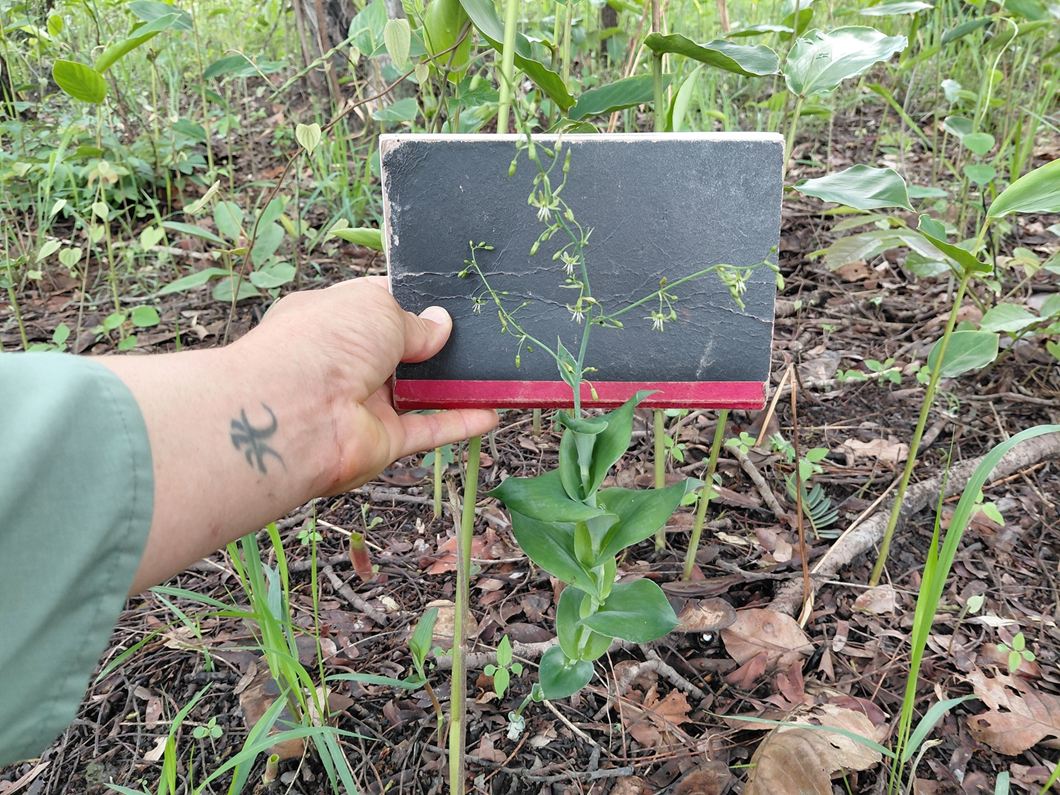 Chlorophytum ruahense Chlorophytum ruahense