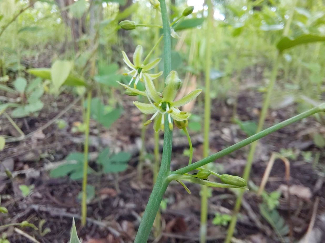 Chlorophytum ruahense Chlorophytum ruahense