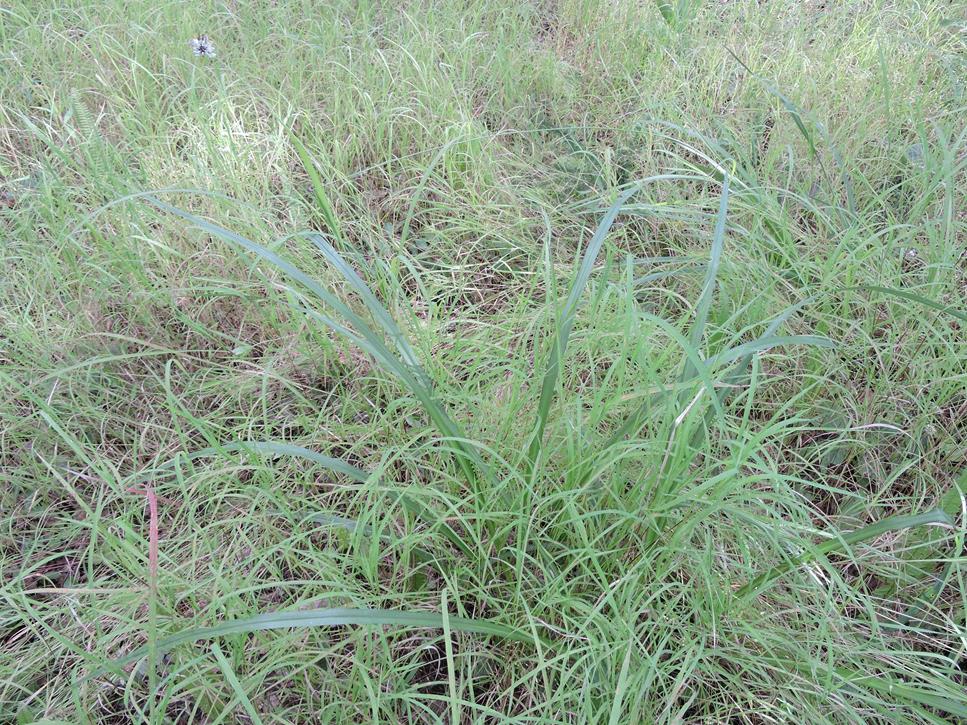 Chlorophytum sphacelatum var. hockii