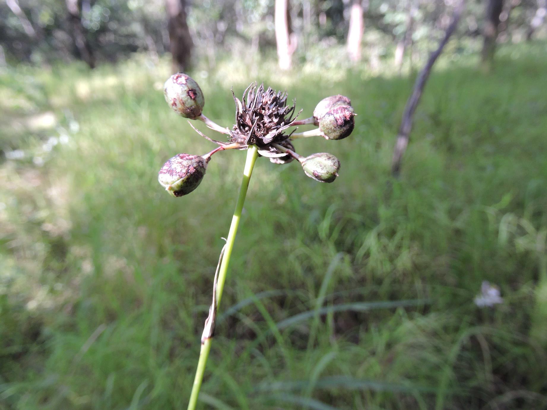 Chlorophytum sphacelatum var. hockii
