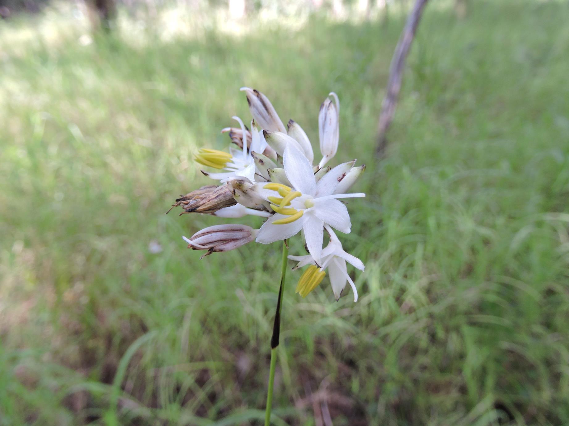 Chlorophytum sphacelatum var. hockii