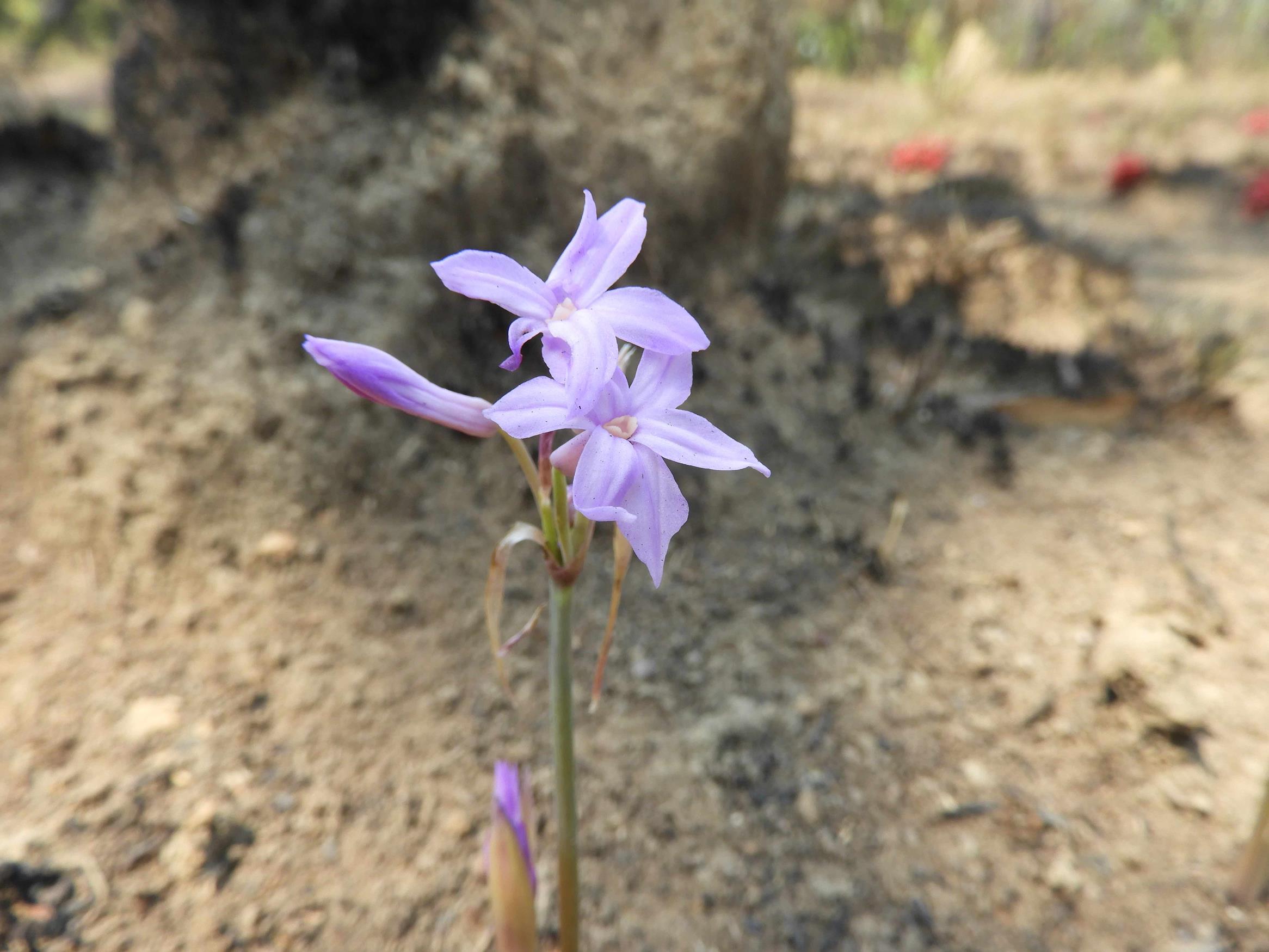 Tulbaghia rhodesica