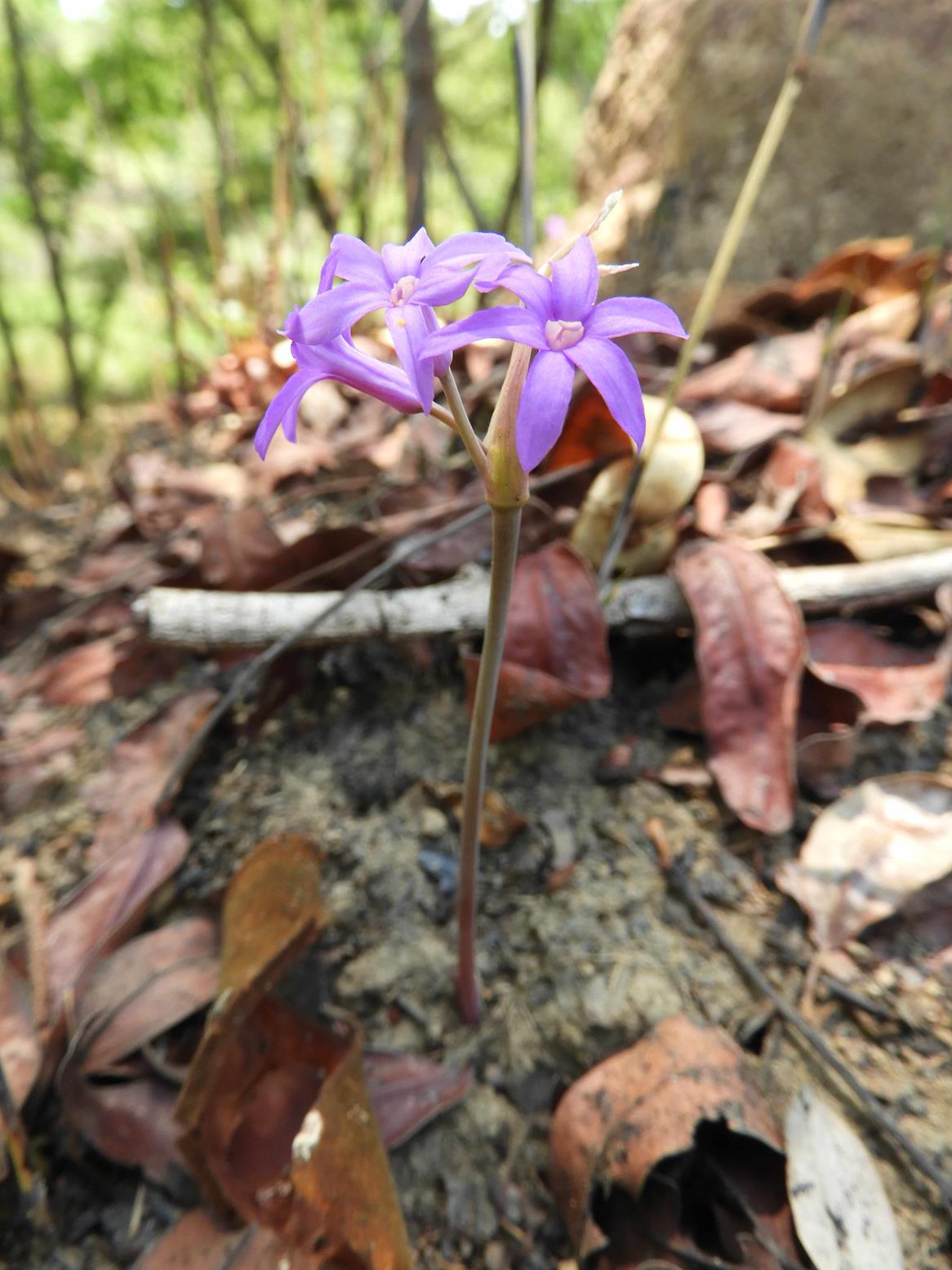 Tulbaghia rhodesica Tulbaghia rhodesica