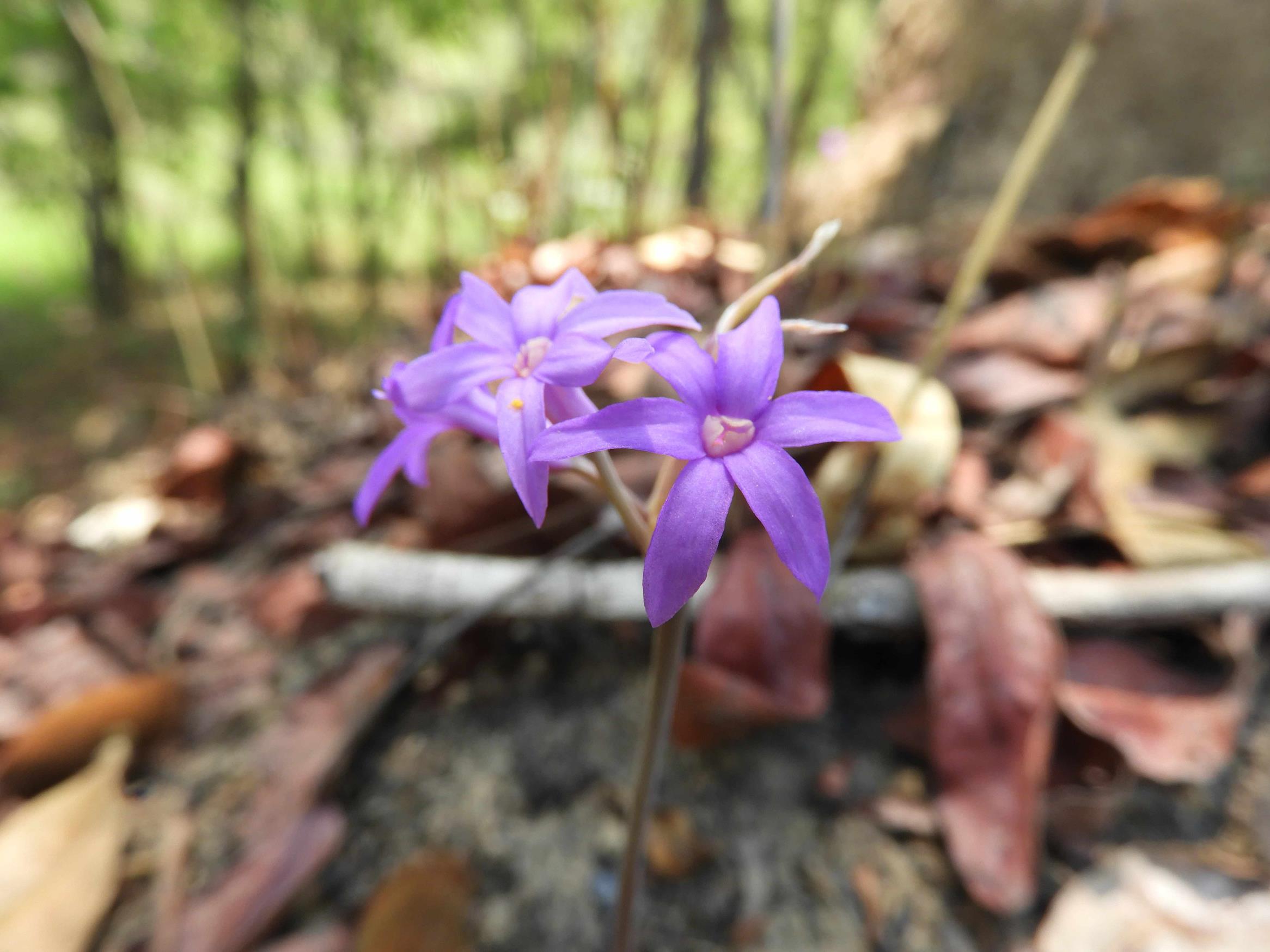 Tulbaghia rhodesica Tulbaghia rhodesica