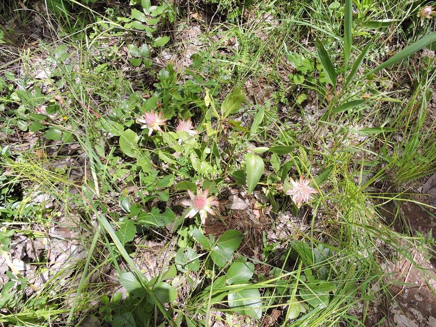 Protea angolensis var. roseola