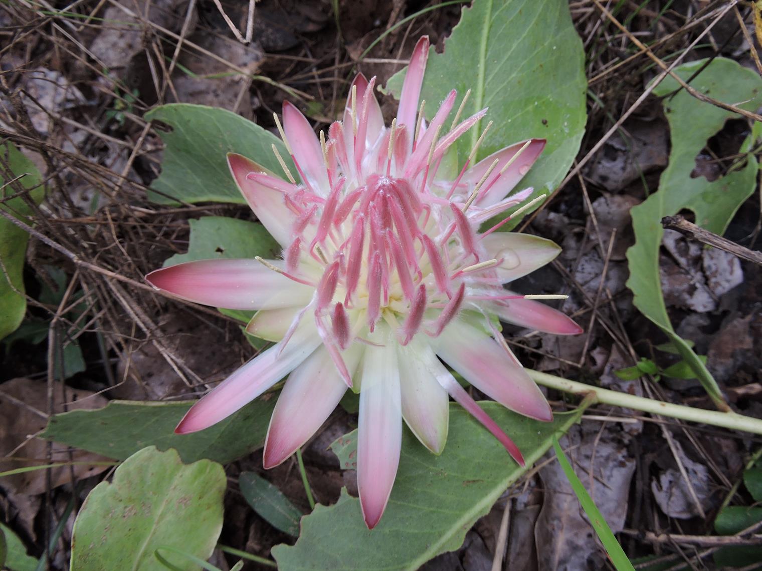 Protea angolensis var. roseola