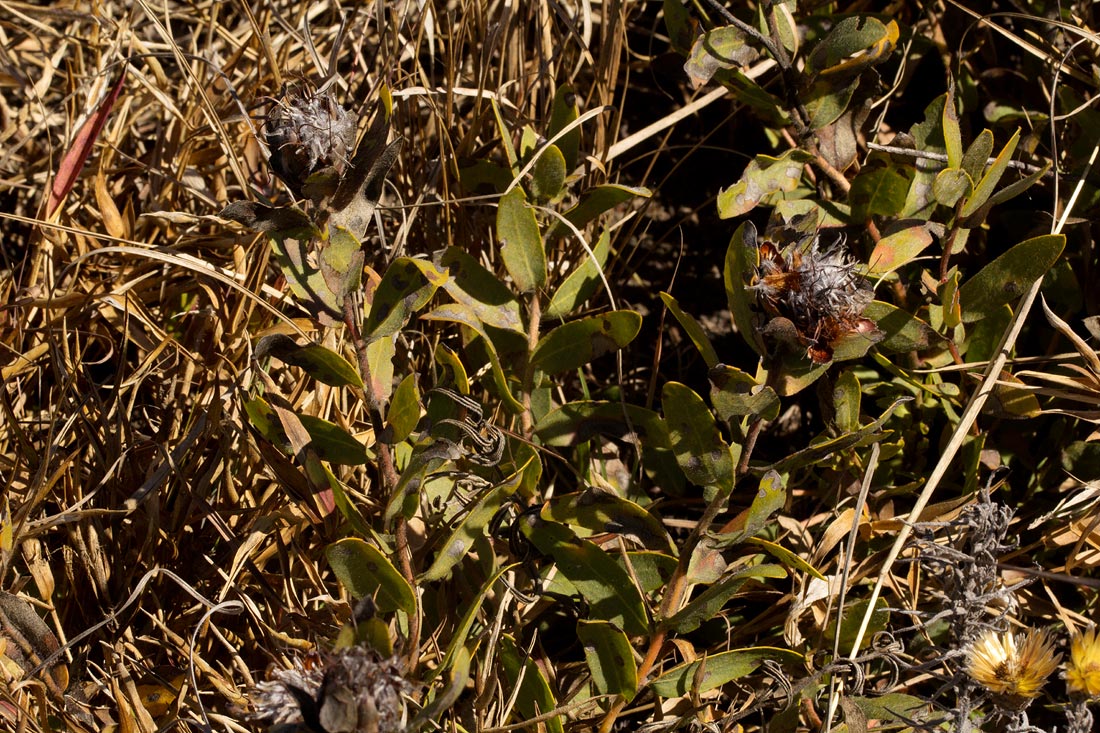Protea heckmanniana var. heckmanniana
