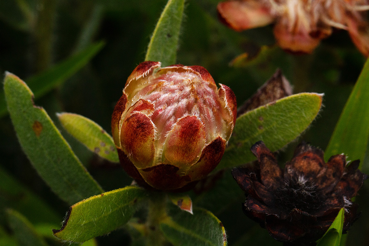 Protea heckmanniana var. heckmanniana