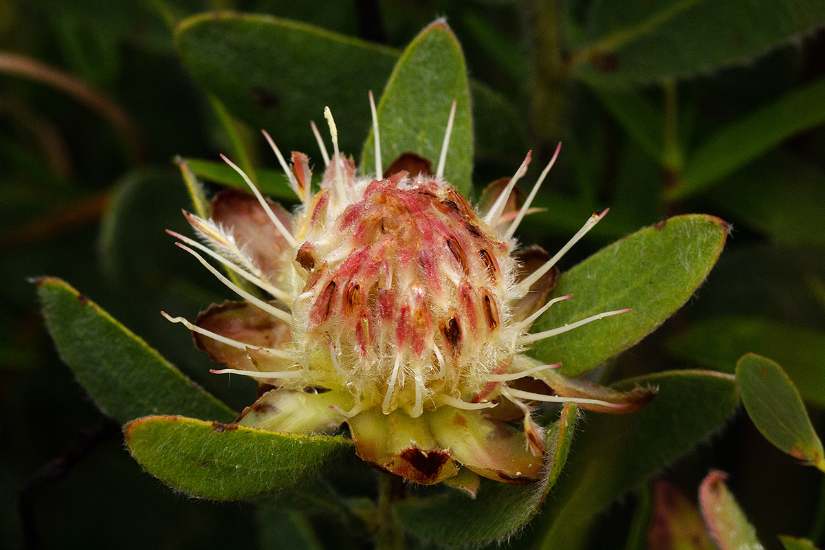 Protea heckmanniana var. heckmanniana
