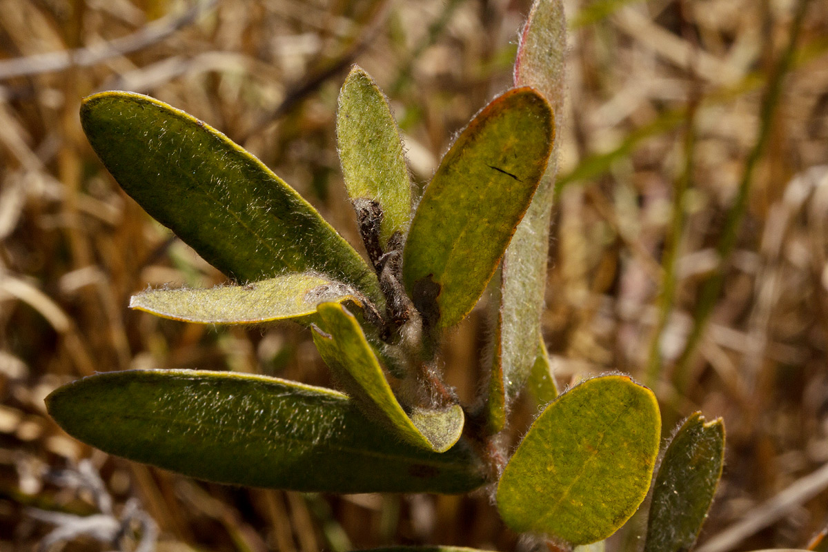 Protea heckmanniana var. heckmanniana