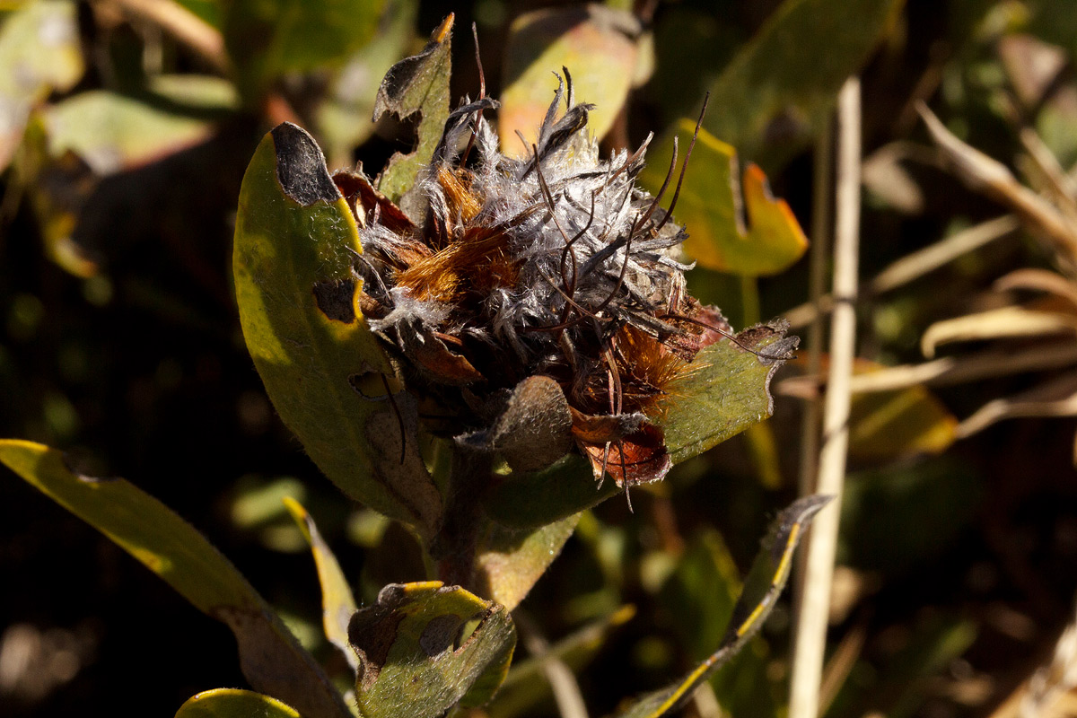 Protea heckmanniana var. heckmanniana Protea heckmanniana var. heckmanniana