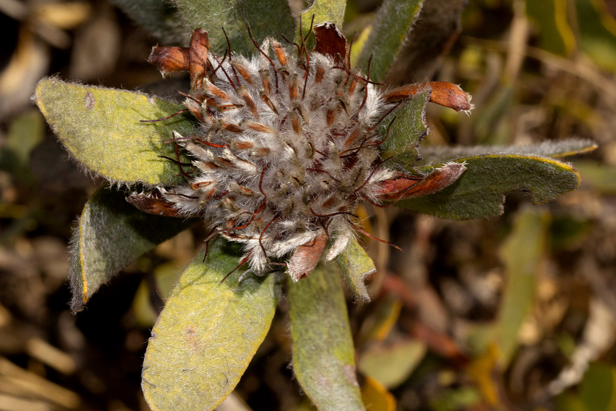 Protea heckmanniana var. heckmanniana