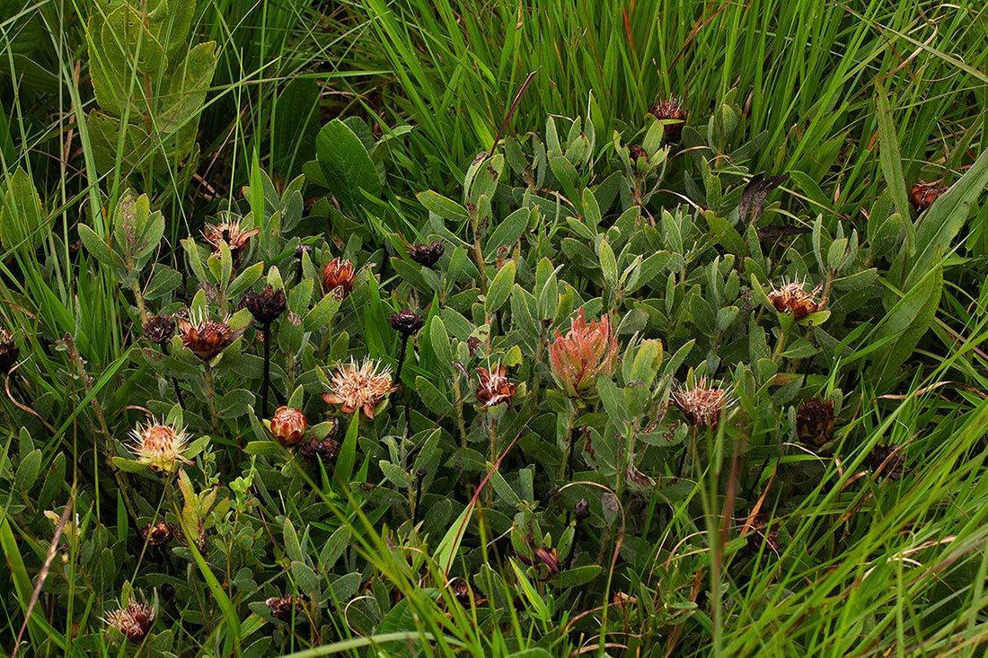 Protea heckmanniana var. heckmanniana