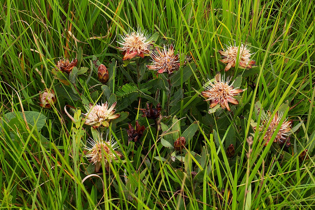 Protea heckmanniana var. heckmanniana