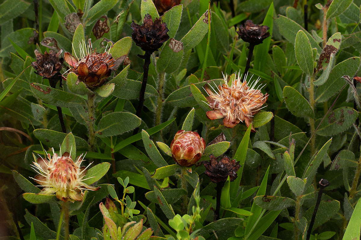 Protea heckmanniana var. heckmanniana