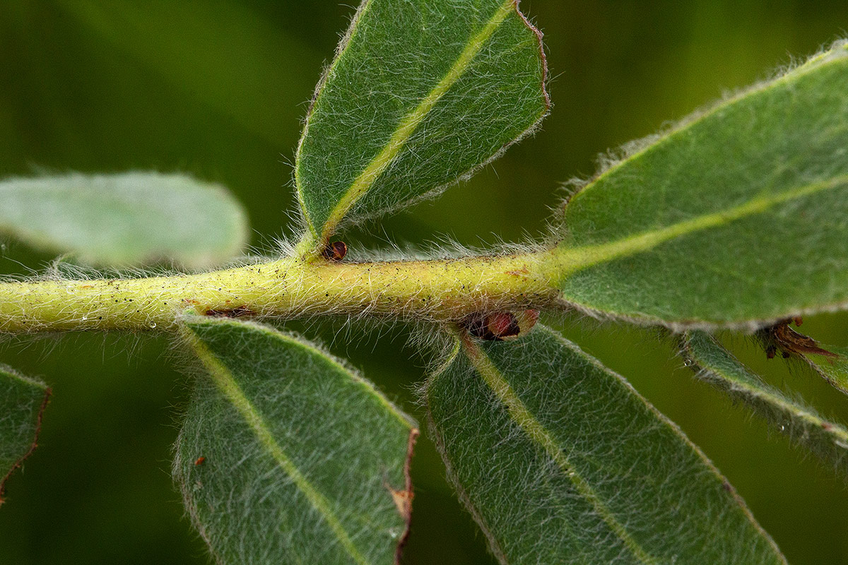Protea heckmanniana var. heckmanniana