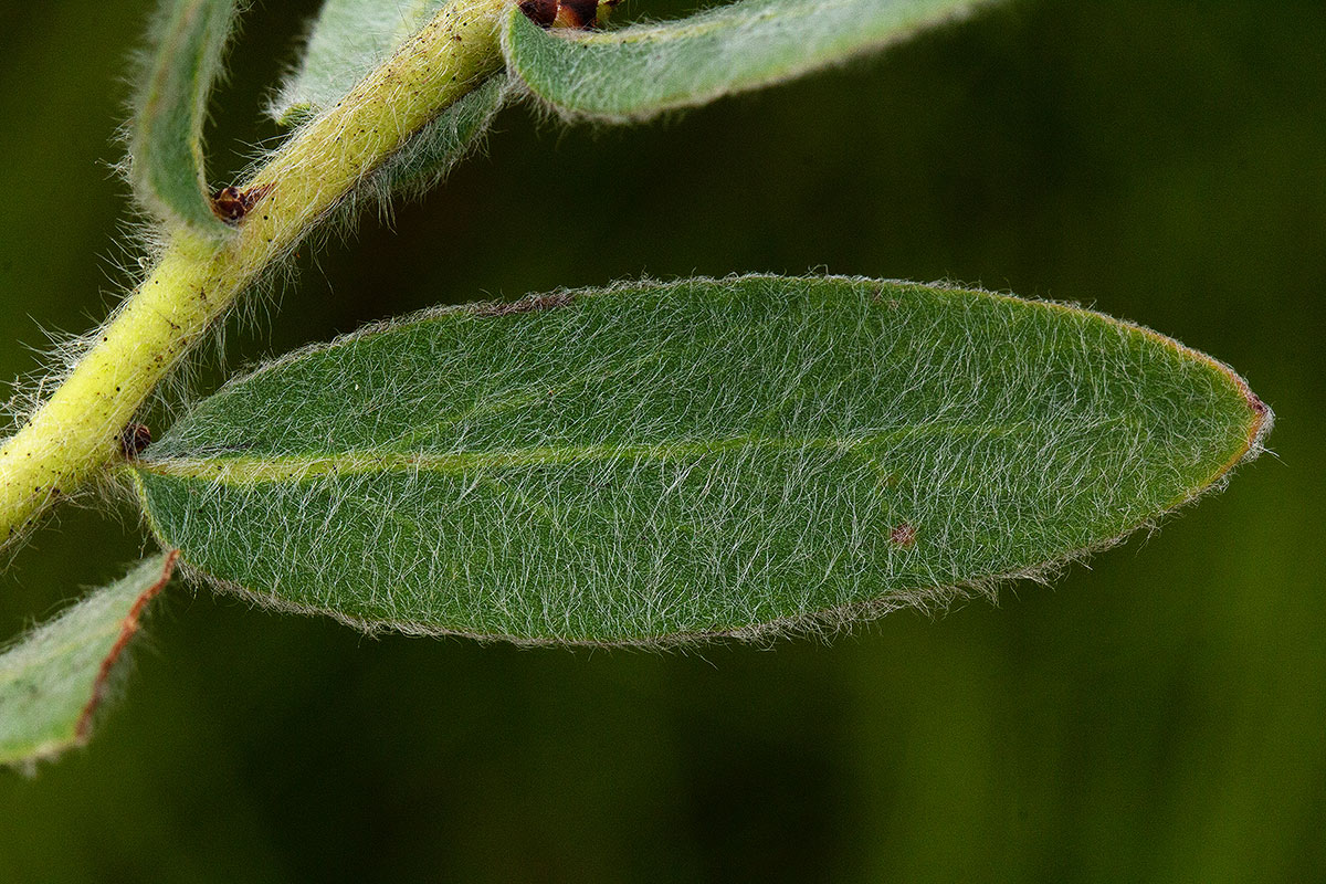 Protea heckmanniana var. heckmanniana