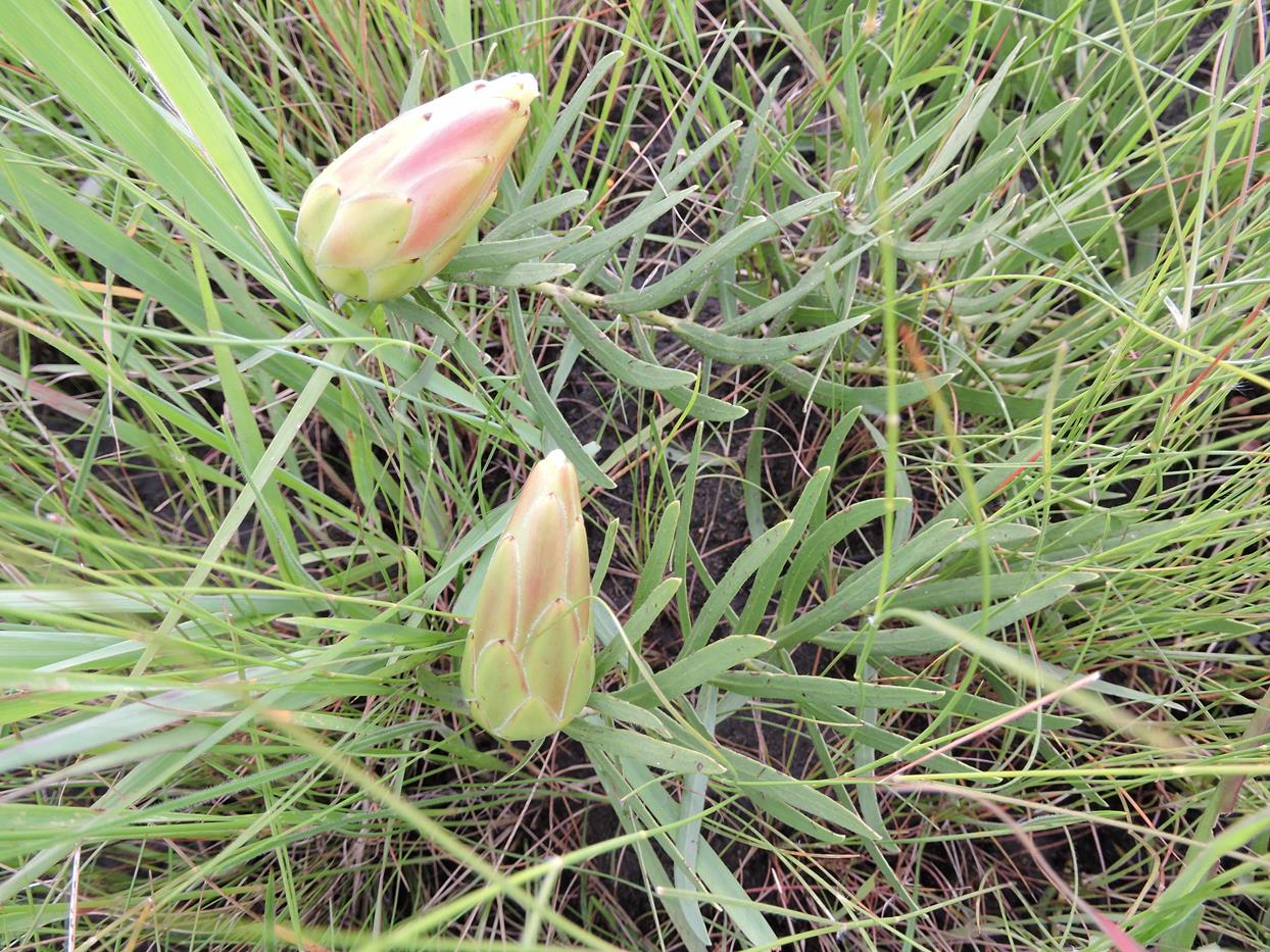 Protea paludosa subsp. secundifolia