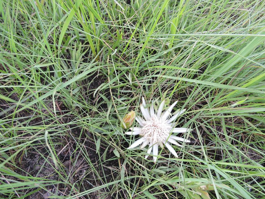 Protea paludosa subsp. secundifolia
