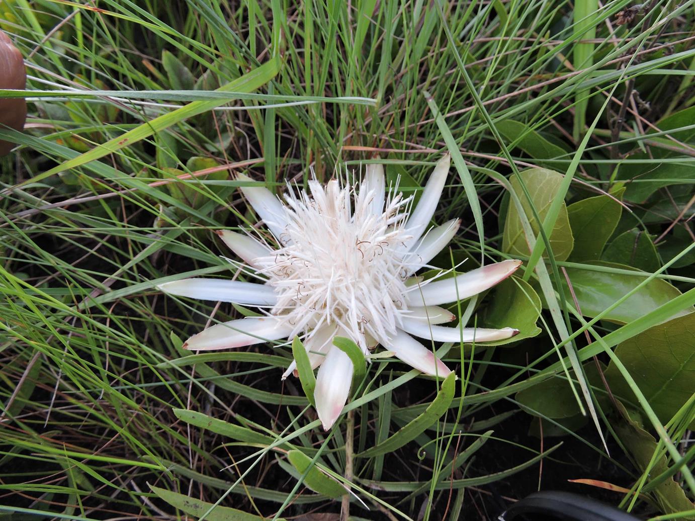 Protea paludosa subsp. secundifolia