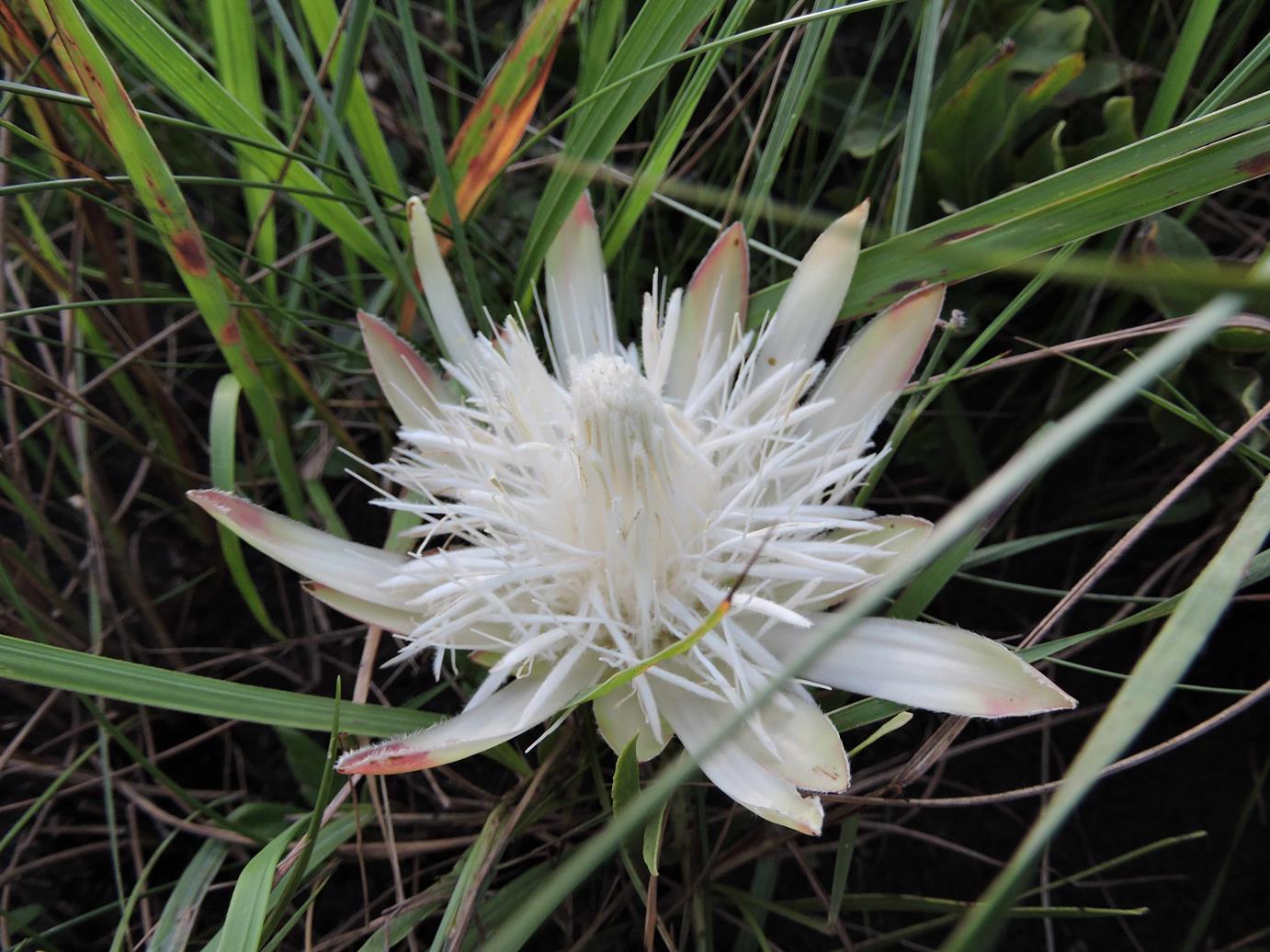 Protea paludosa subsp. secundifolia