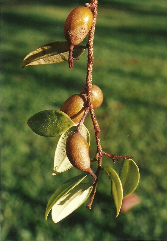 Craterosiphon quarrei