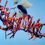 Phragmanthera cornetii