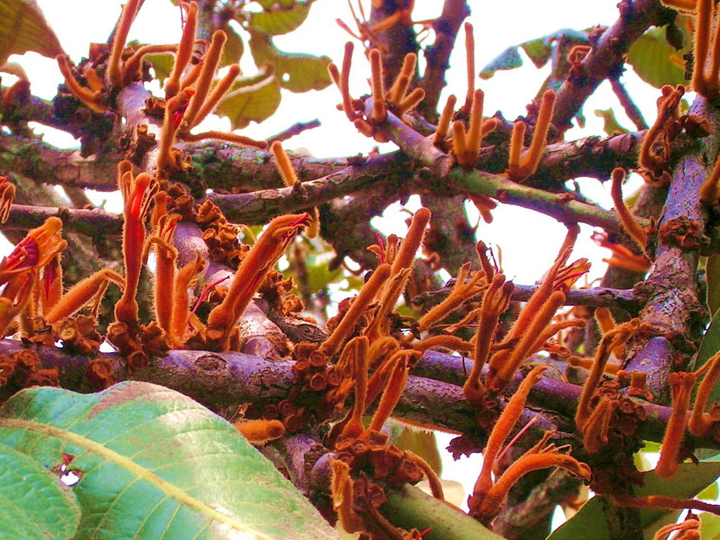 Phragmanthera cornetii