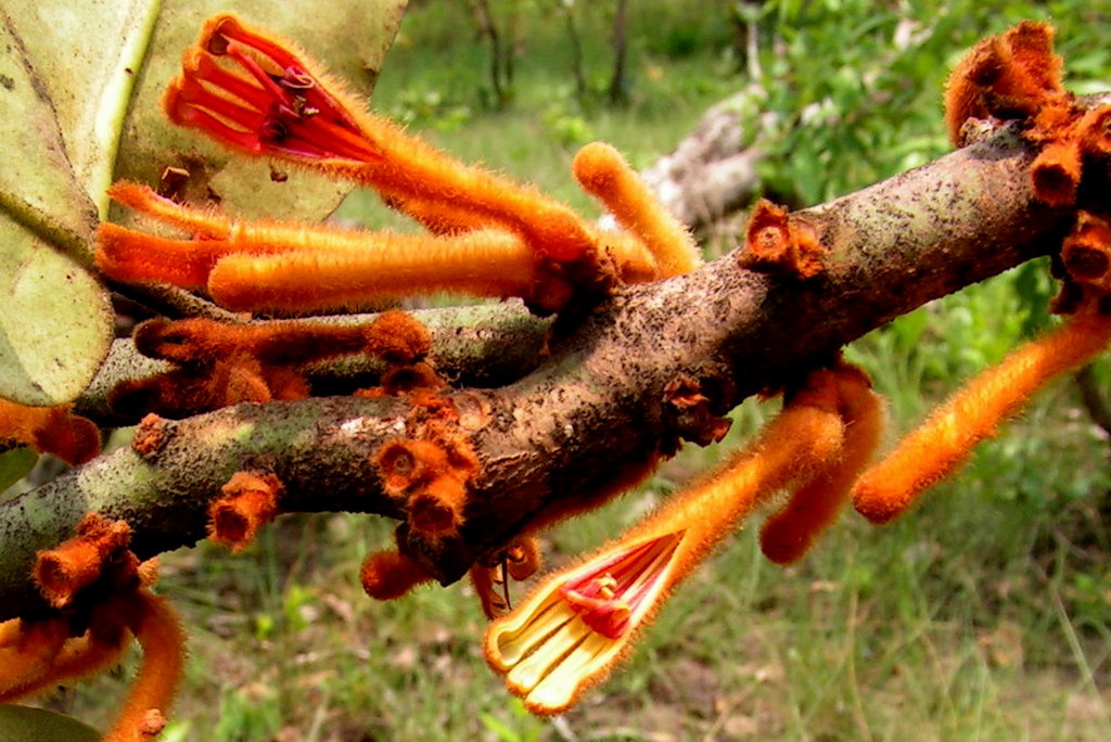 Phragmanthera cornetii