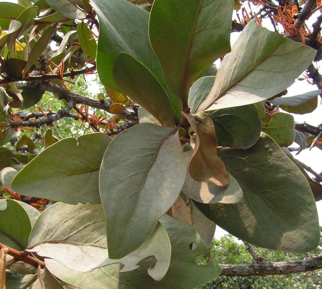 Phragmanthera cornetii