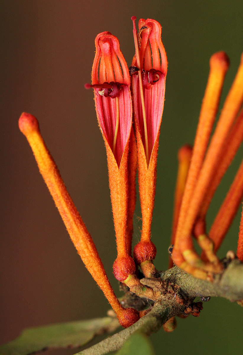Phragmanthera usuiensis subsp. usuiensis Phragmanthera usuiensis subsp. usuiensis