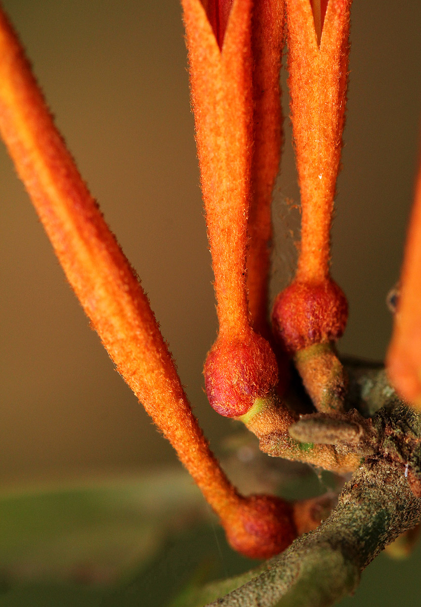 Phragmanthera usuiensis subsp. usuiensis Phragmanthera usuiensis subsp. usuiensis