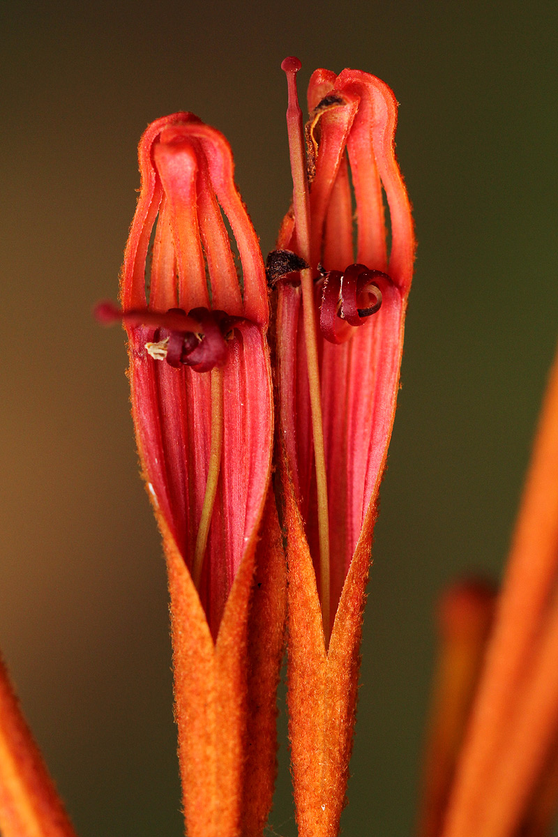 Phragmanthera usuiensis subsp. usuiensis Phragmanthera usuiensis subsp. usuiensis