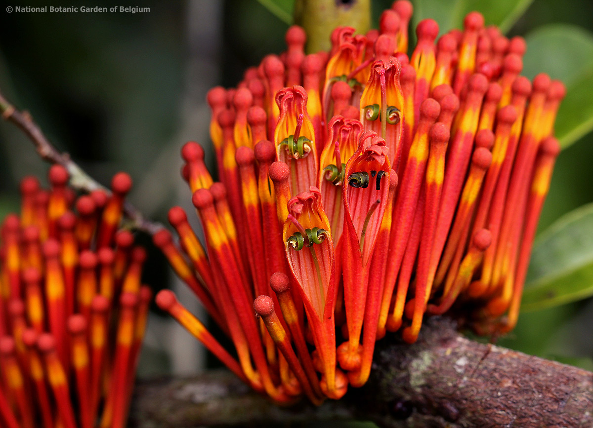 Phragmanthera crassicaulis