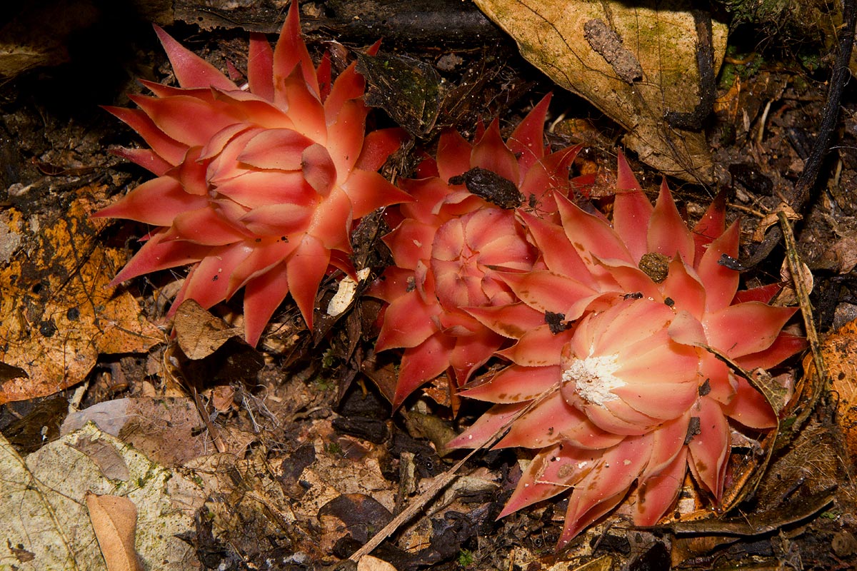 Thonningia sanguinea