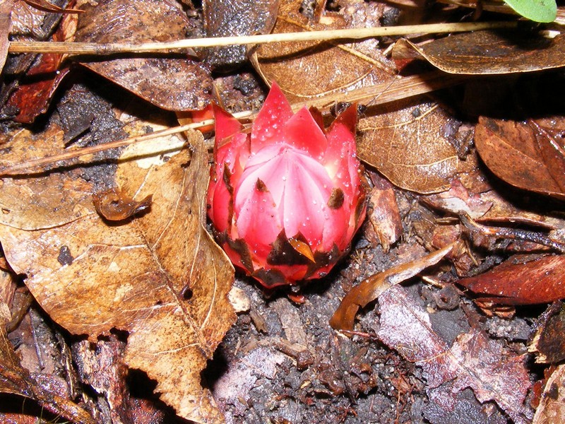 Thonningia sanguinea