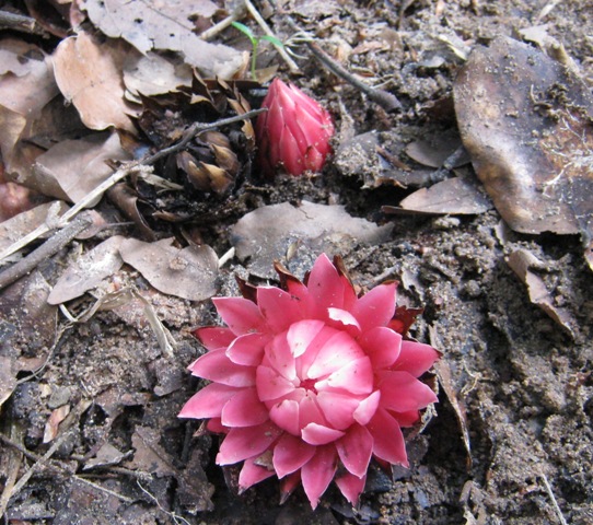 Thonningia sanguinea