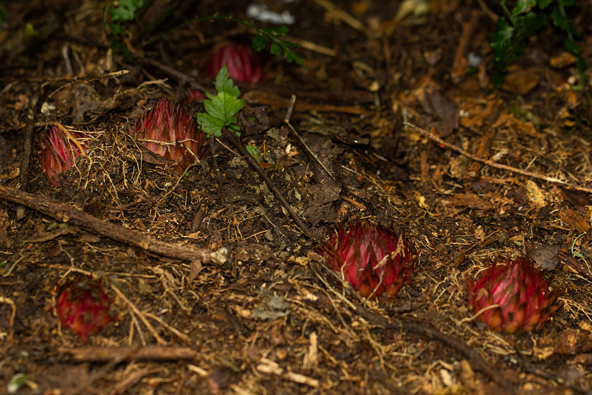 Thonningia sanguinea Thonningia sanguinea