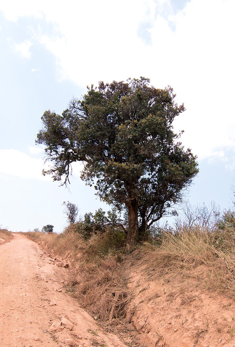 Myrica kilimandscharica